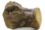 Huge Fossil Mosasaur (Tylosaurus) Vertebra - Texas #377821-3